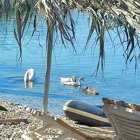Lori Pogradec